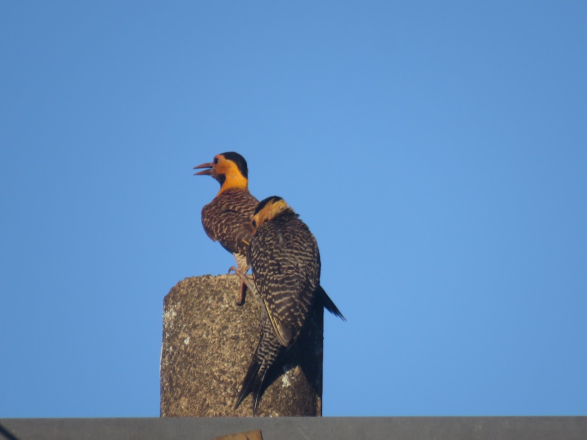 Feldspecht - ML645500917