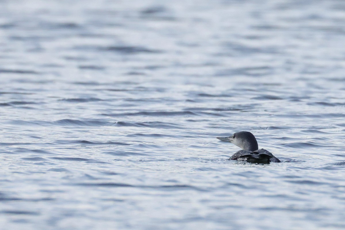 Sterntaucher - ML645500921