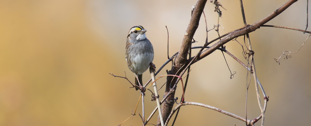 Weißkehlammer - ML645500922