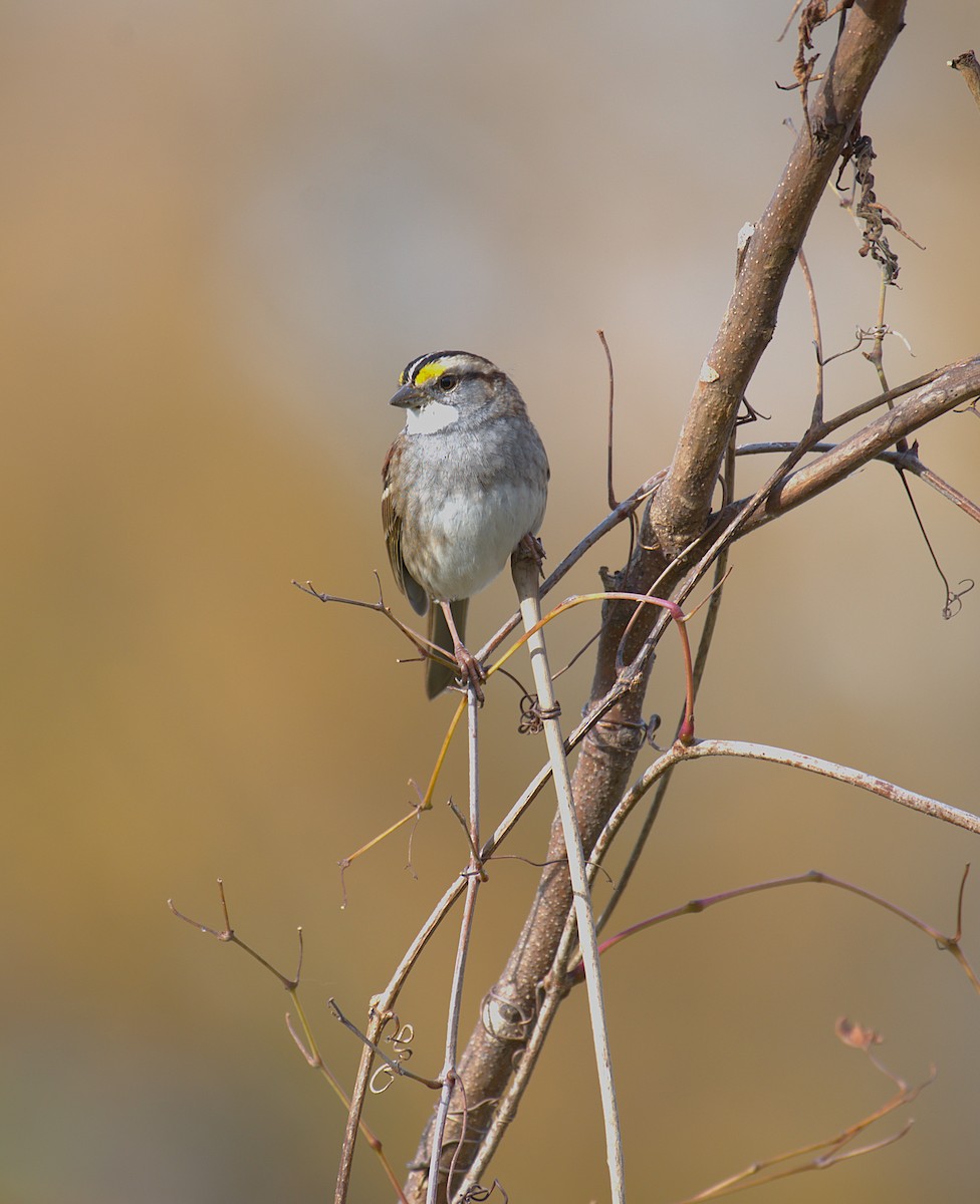 Weißkehlammer - ML645500923