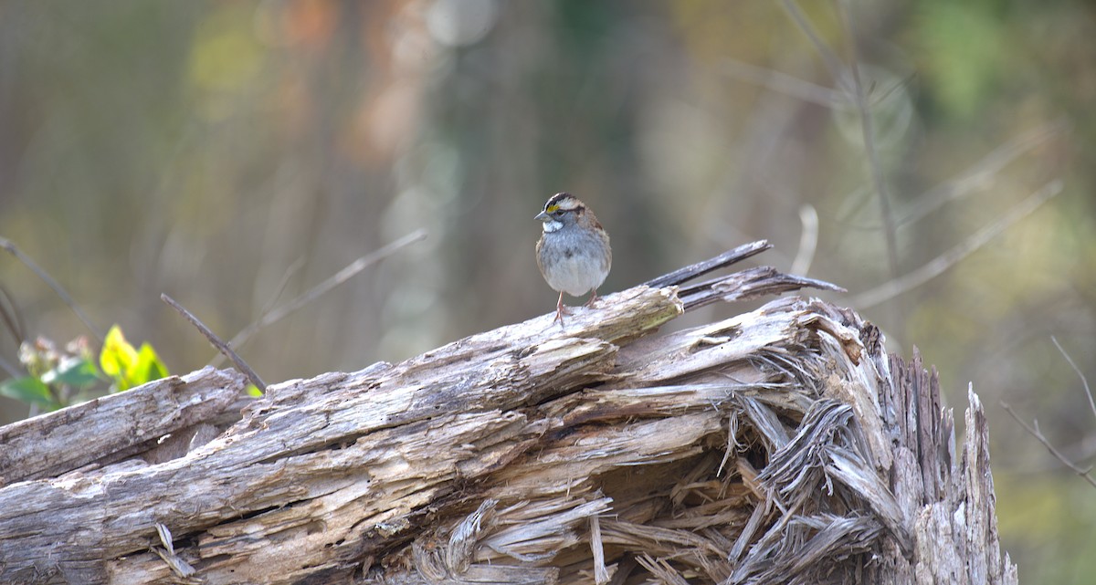 Weißkehlammer - ML645500924