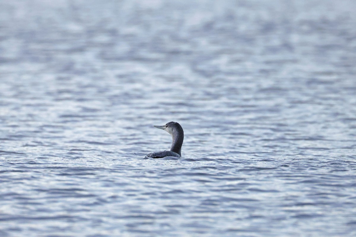 Sterntaucher - ML645500926