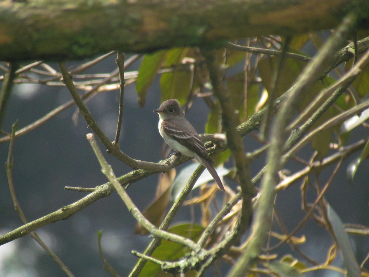 Hellbauch-Schnäppertyrann - ML645500927