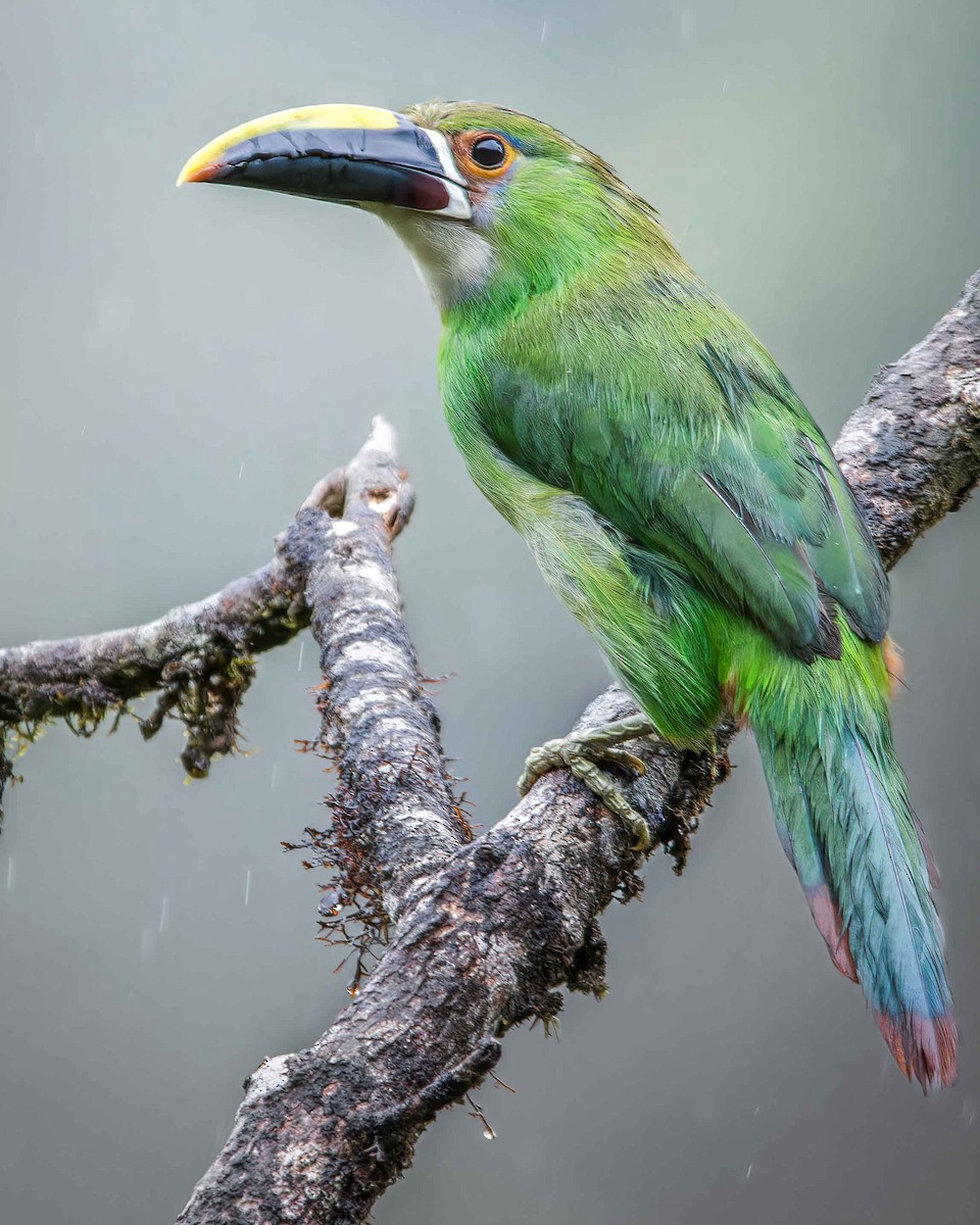 Weißkehlarassari - ML645500928