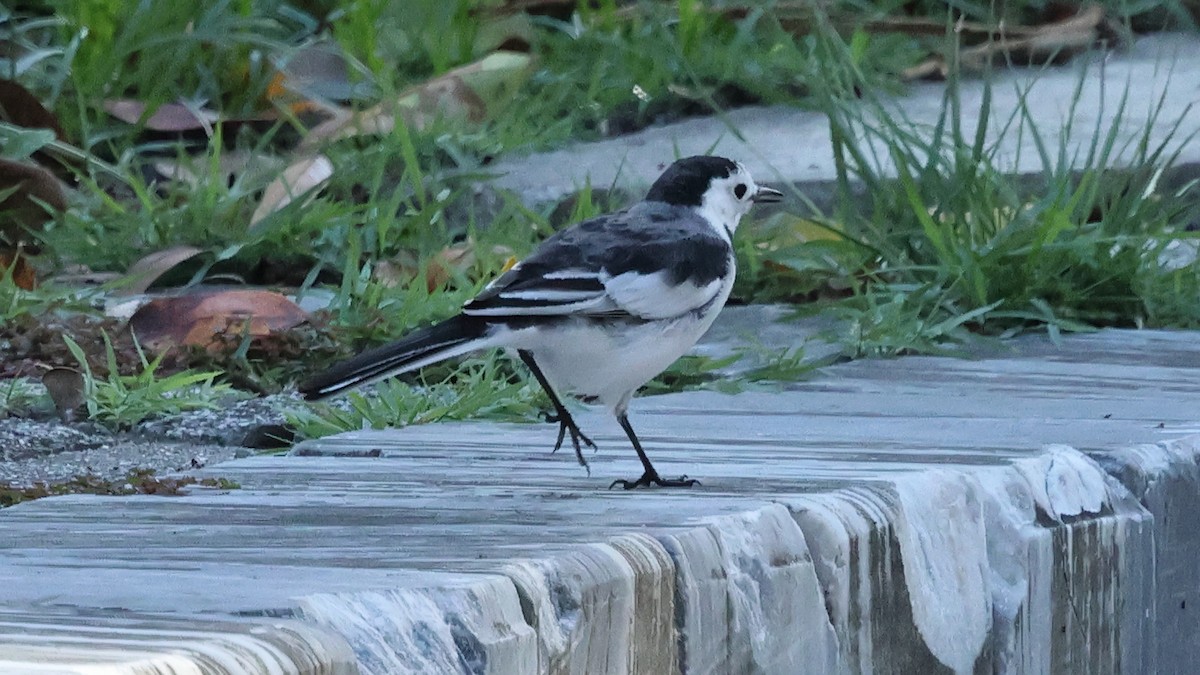 Bachstelze - ML645500933