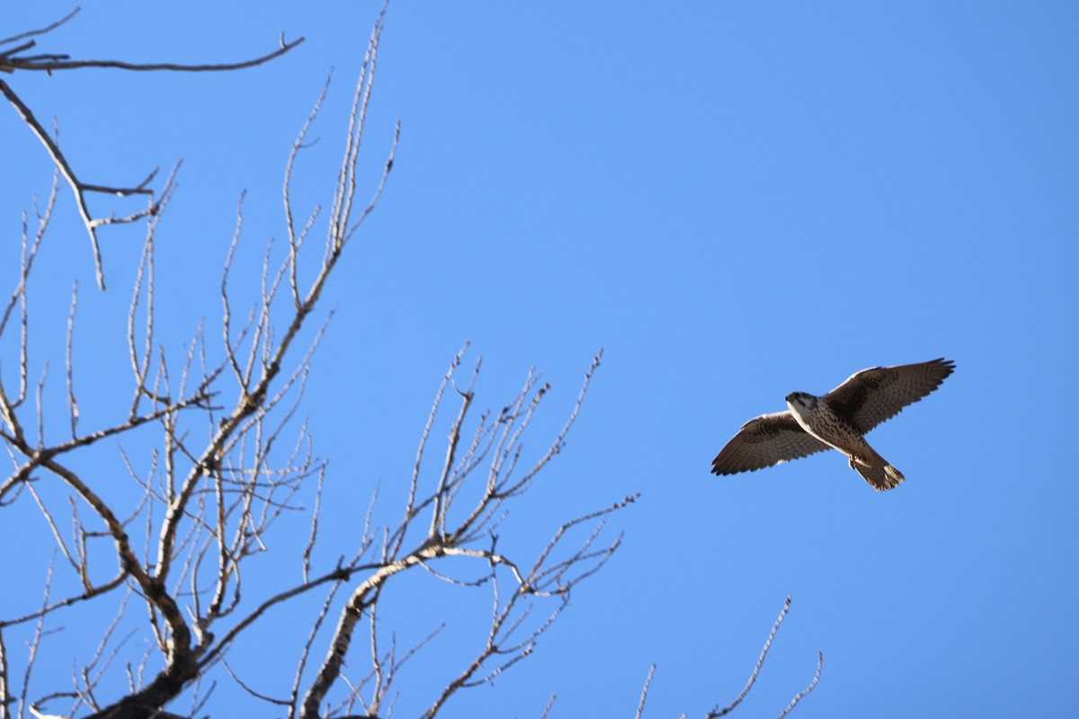 Präriefalke - ML645500934