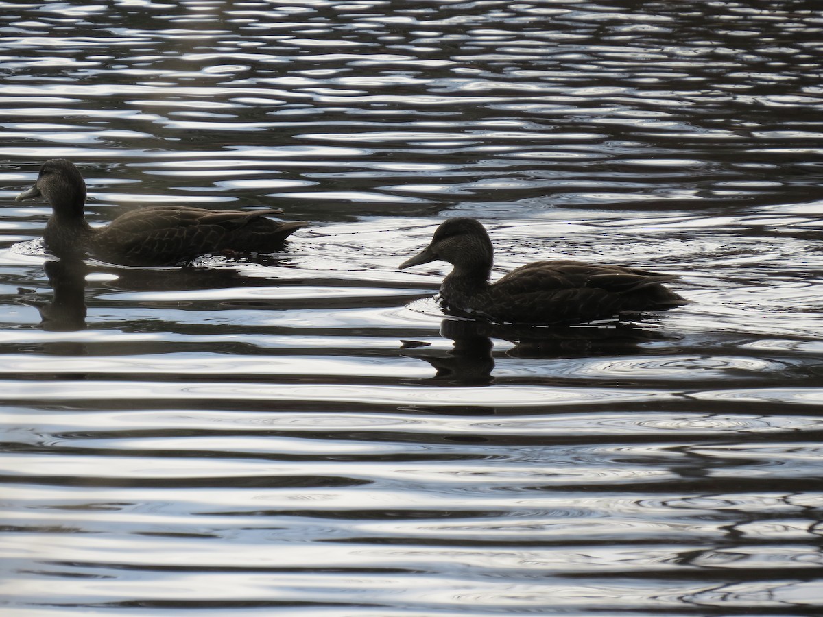 Dunkelente - ML645500935