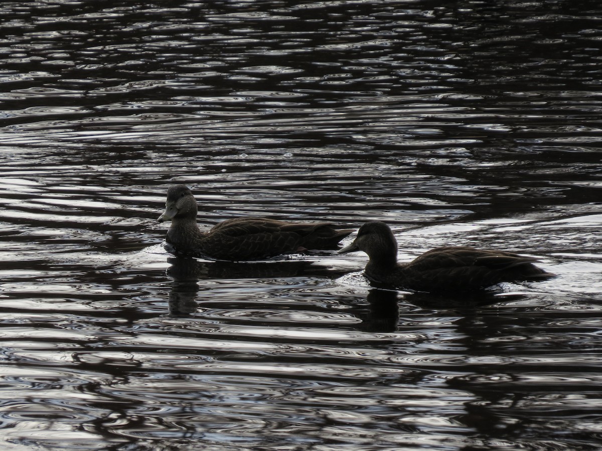 Dunkelente - ML645500936