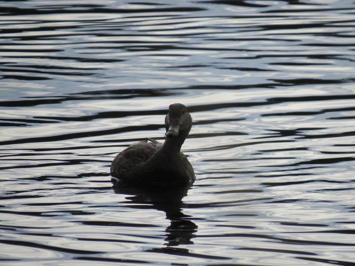 Dunkelente - ML645500937