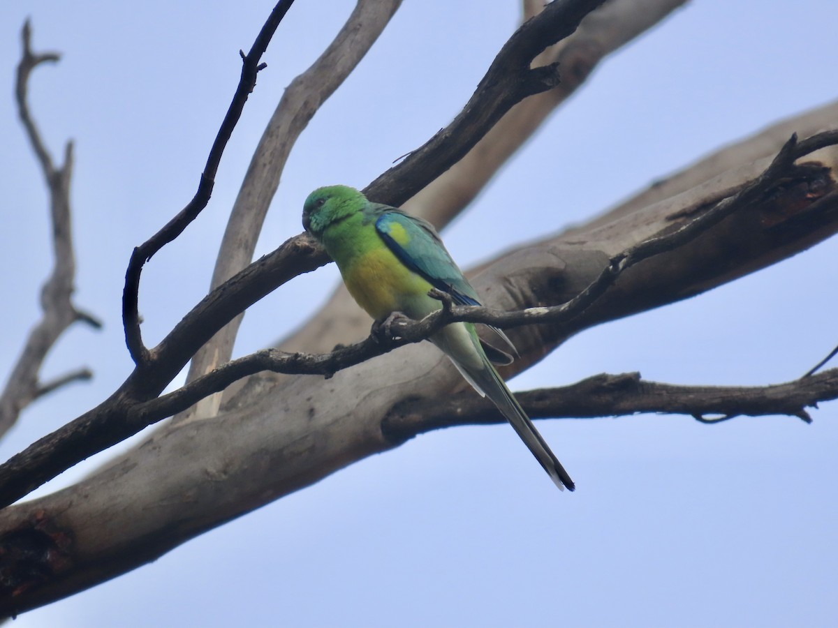 Singsittich - ML645500938