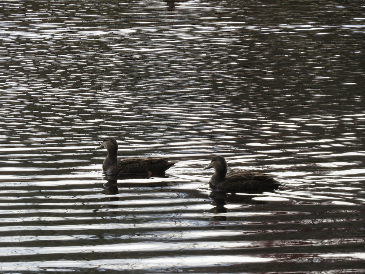 Dunkelente - ML645500939