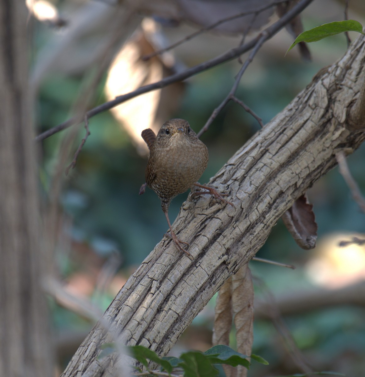 Winterzaunkönig - ML645500940