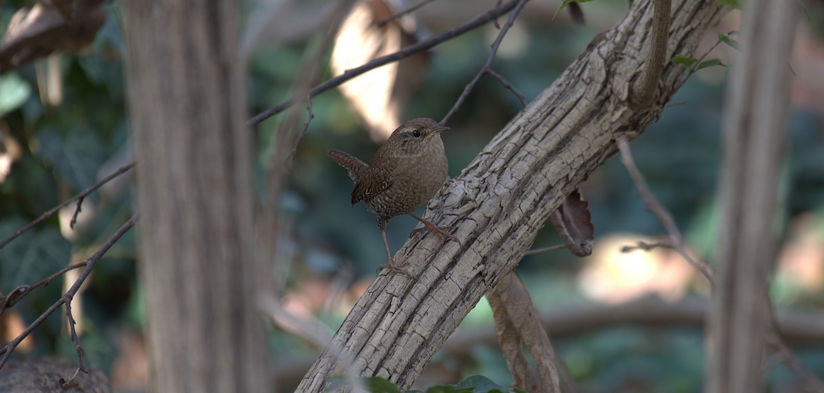 Winterzaunkönig - ML645500941