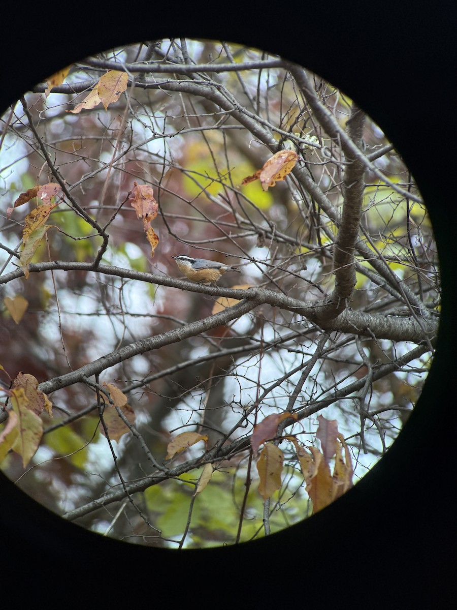 Rotbrustkleiber - ML645500942