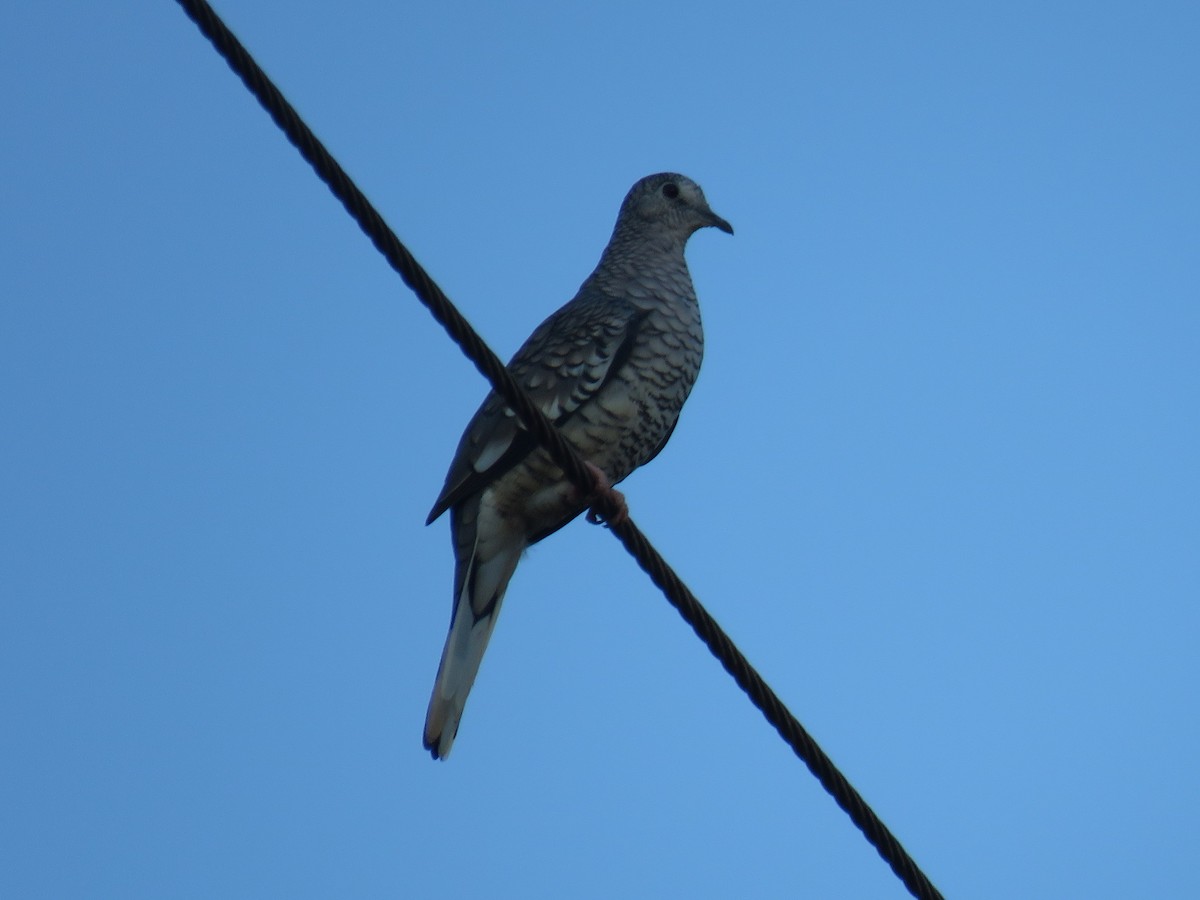 Schuppentäubchen - ML645500943