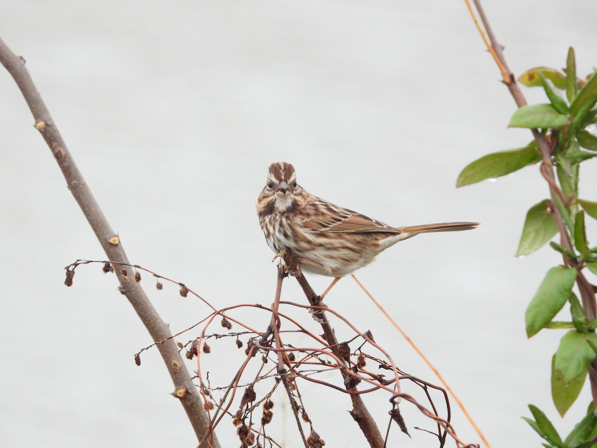 Singammer - ML645500945