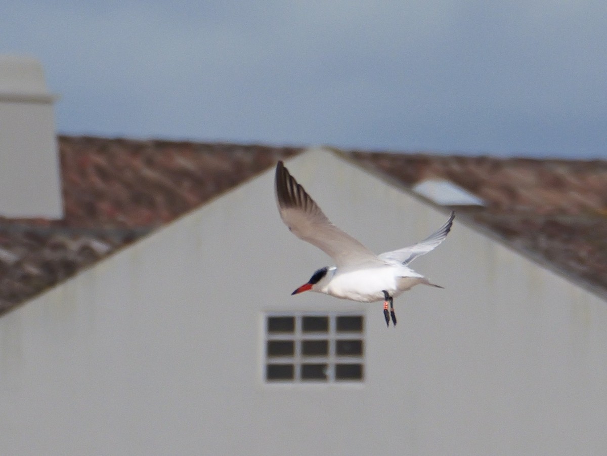 Raubseeschwalbe - ML645500948