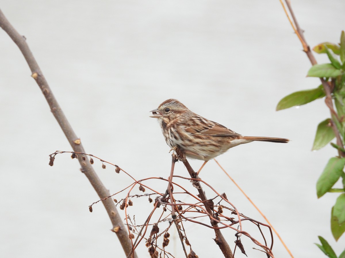 Singammer - ML645500949