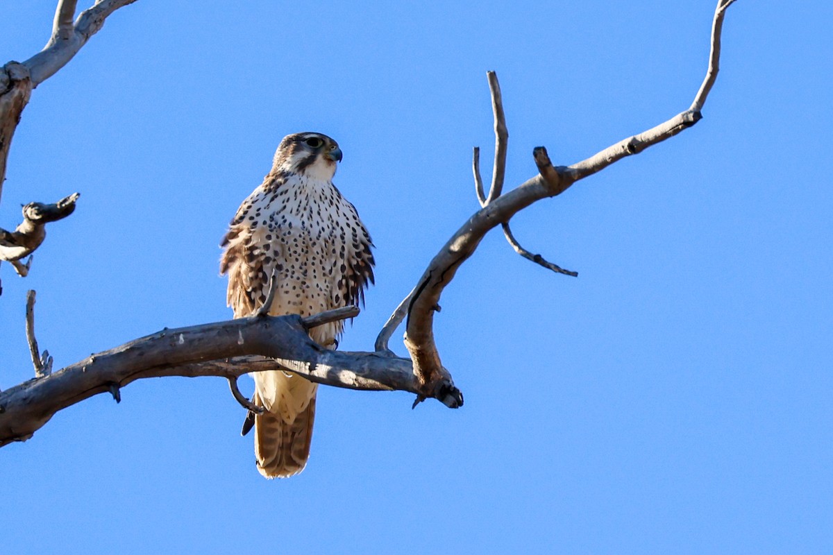 Präriefalke - ML645500950