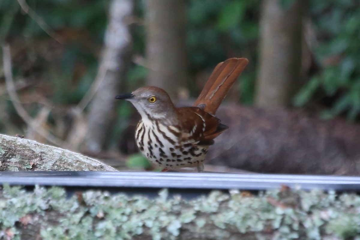 Rotspottdrossel - ML645500951