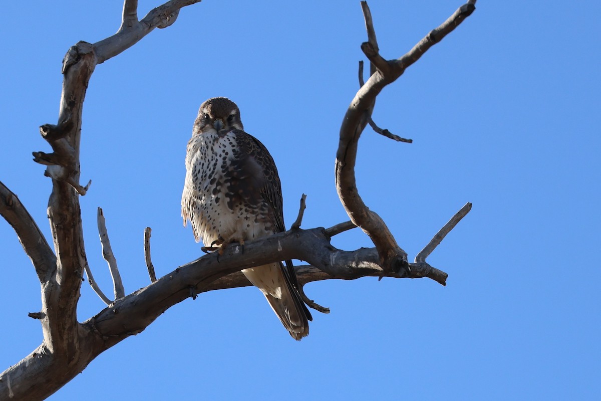 Präriefalke - ML645500953