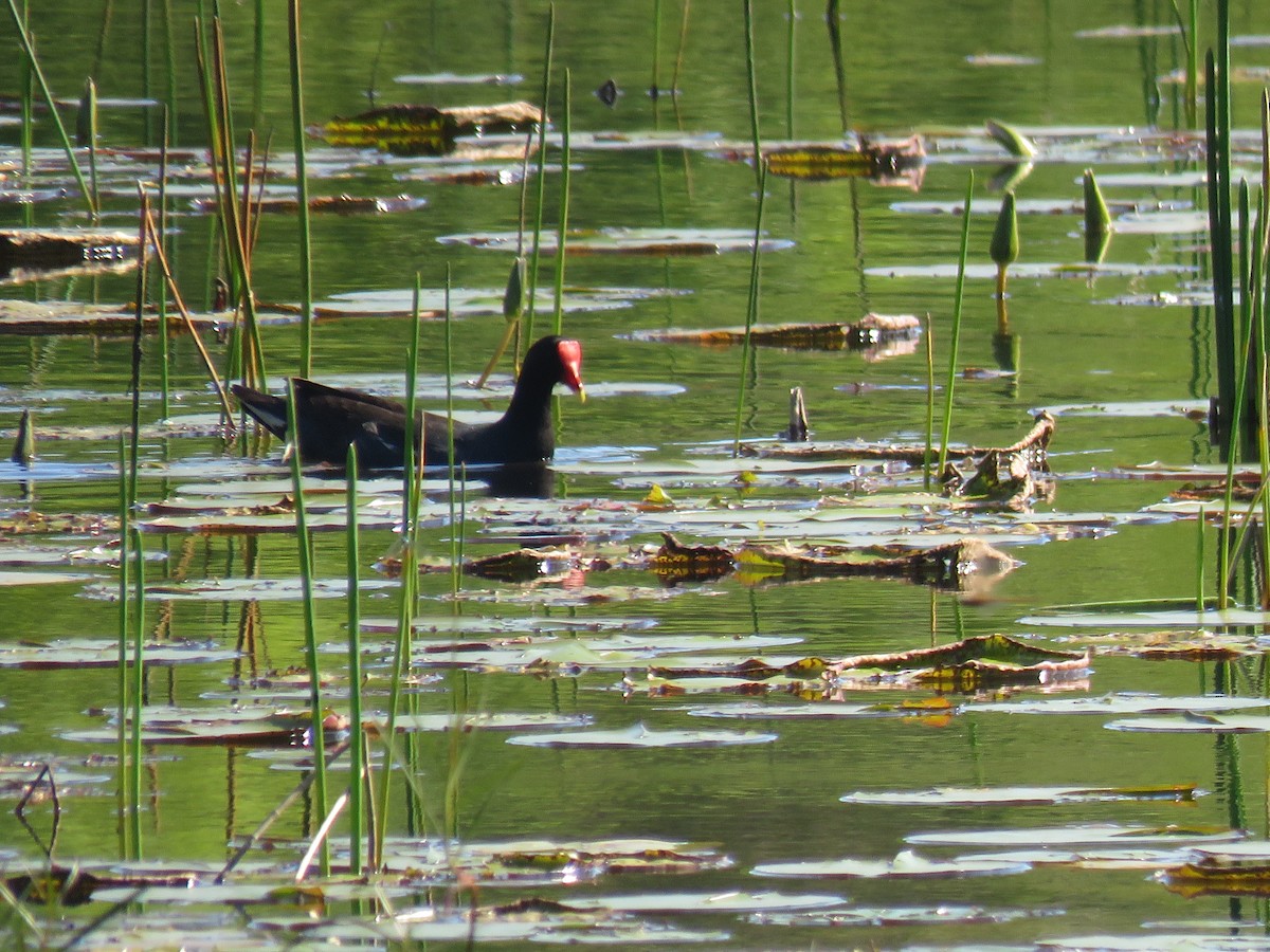 Курочка латиноамериканська - ML645500967