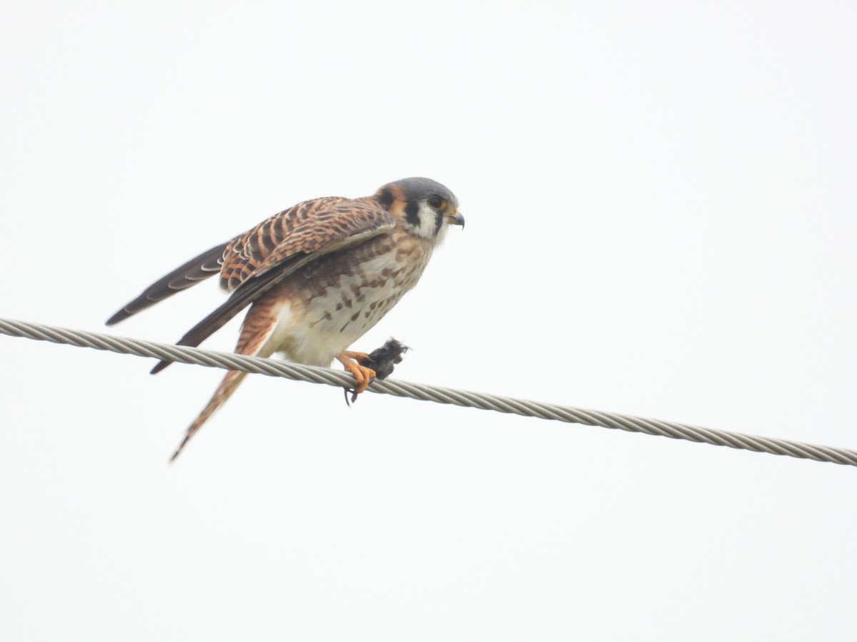 Belatz amerikarra - ML645500984