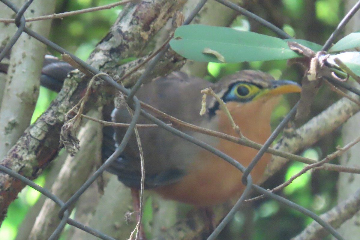 Lesser Ground-Cuckoo - ML645500985
