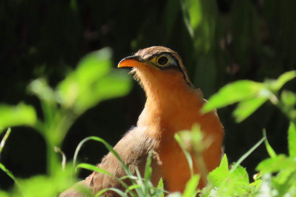 Lesser Ground-Cuckoo - ML645500986