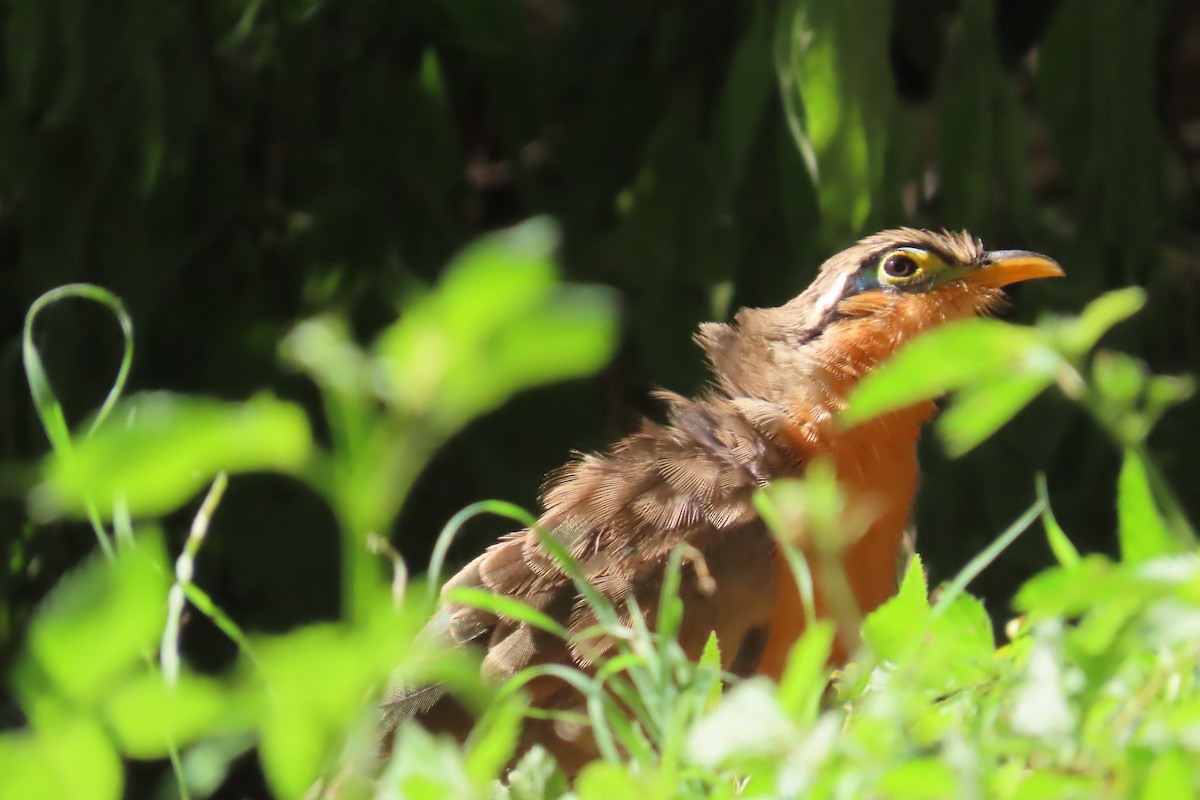 Lesser Ground-Cuckoo - ML645500987