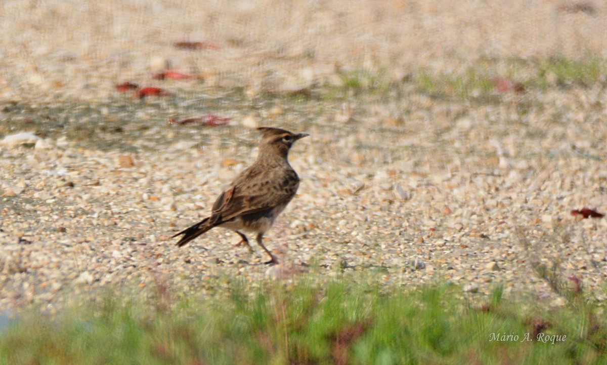 Kutturlio arrunta - ML645500990