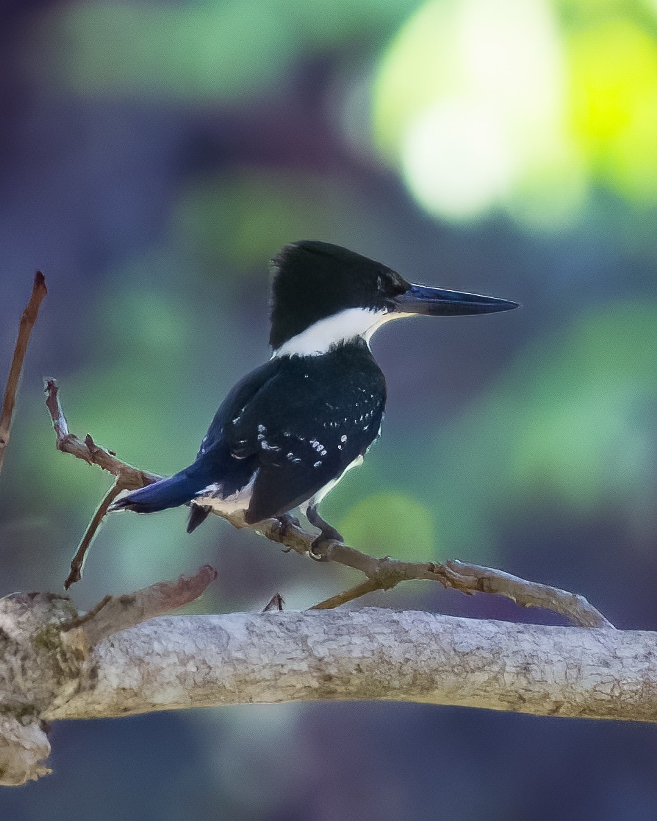 Green Kingfisher - ML645500991