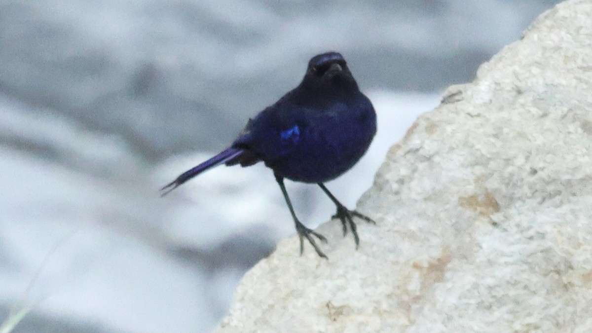 Taiwan Whistling-Thrush - ML645500992
