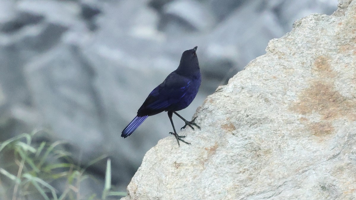 Taiwan Whistling-Thrush - ML645500993