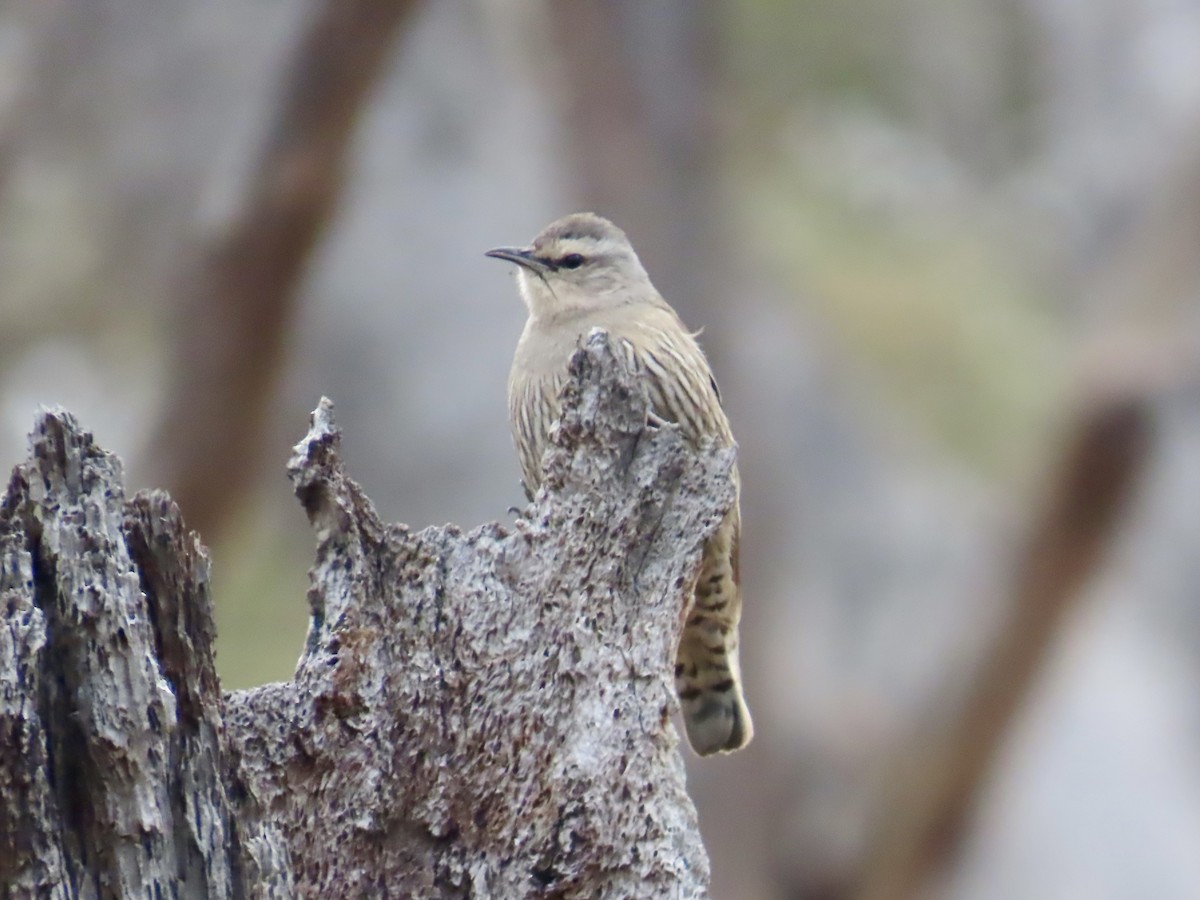 Katanar arrea - ML645500995