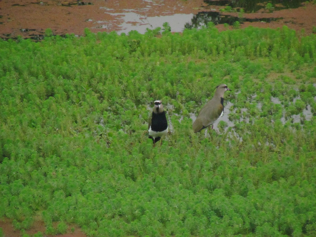 Southern Lapwing - ML645500999