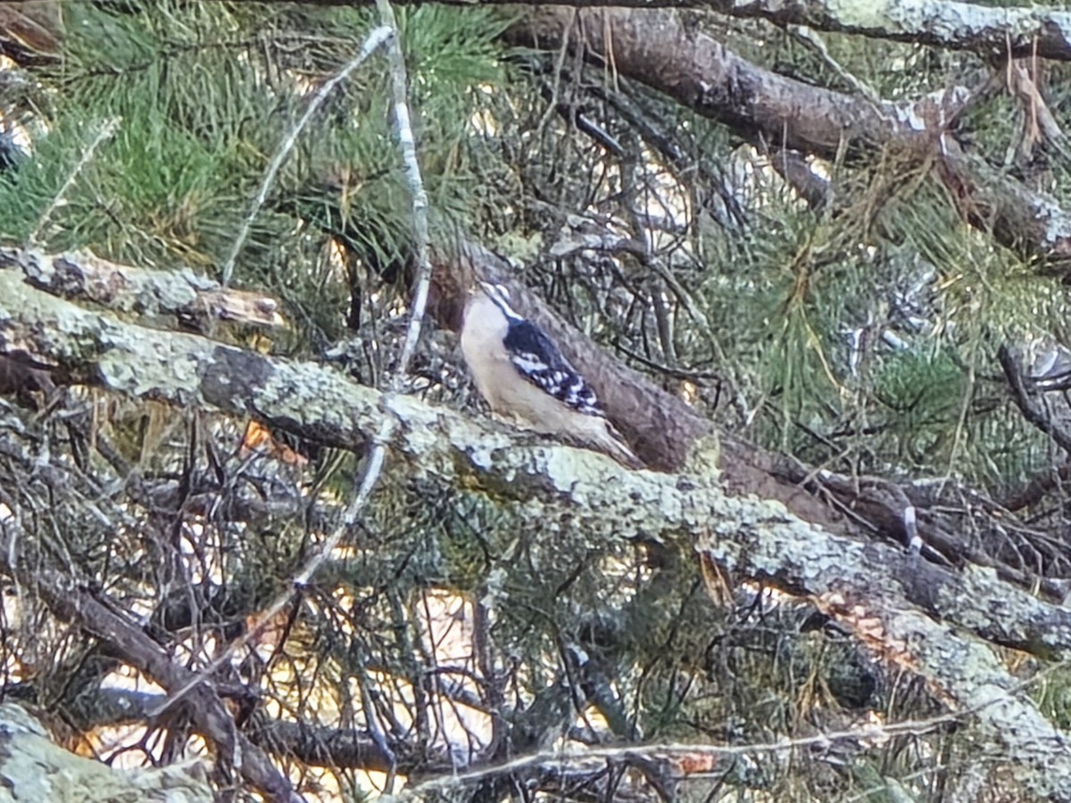 Downy Woodpecker - ML645501000