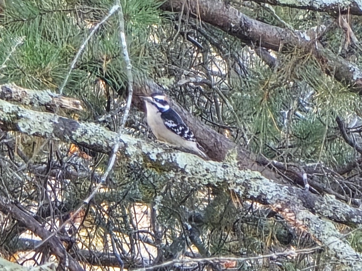 Downy Woodpecker - ML645501001