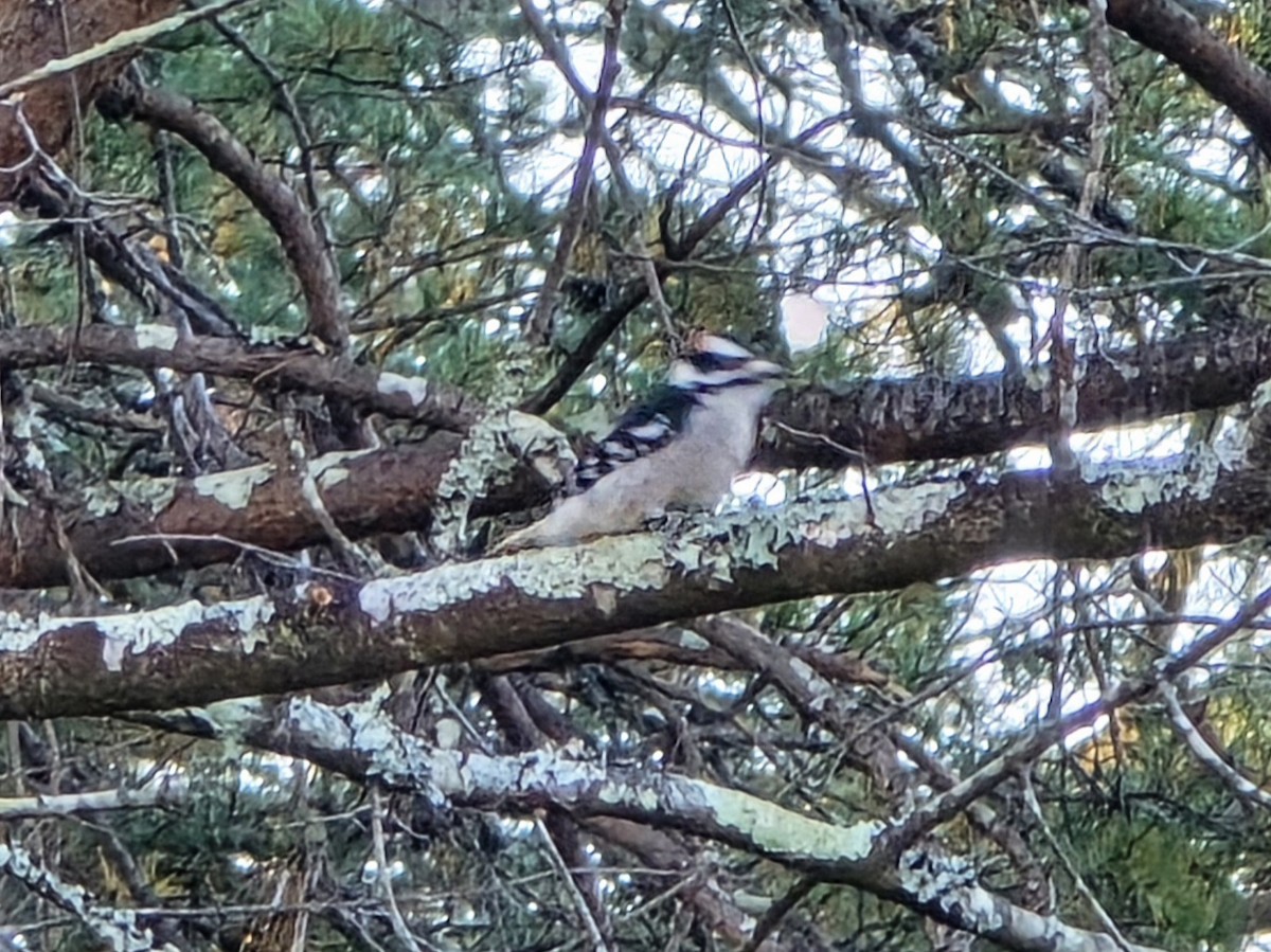 Downy Woodpecker - ML645501002