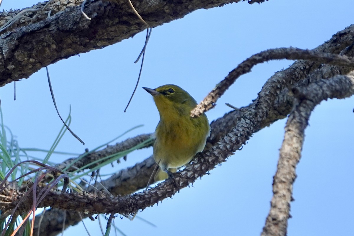 Pine Warbler - ML645501003