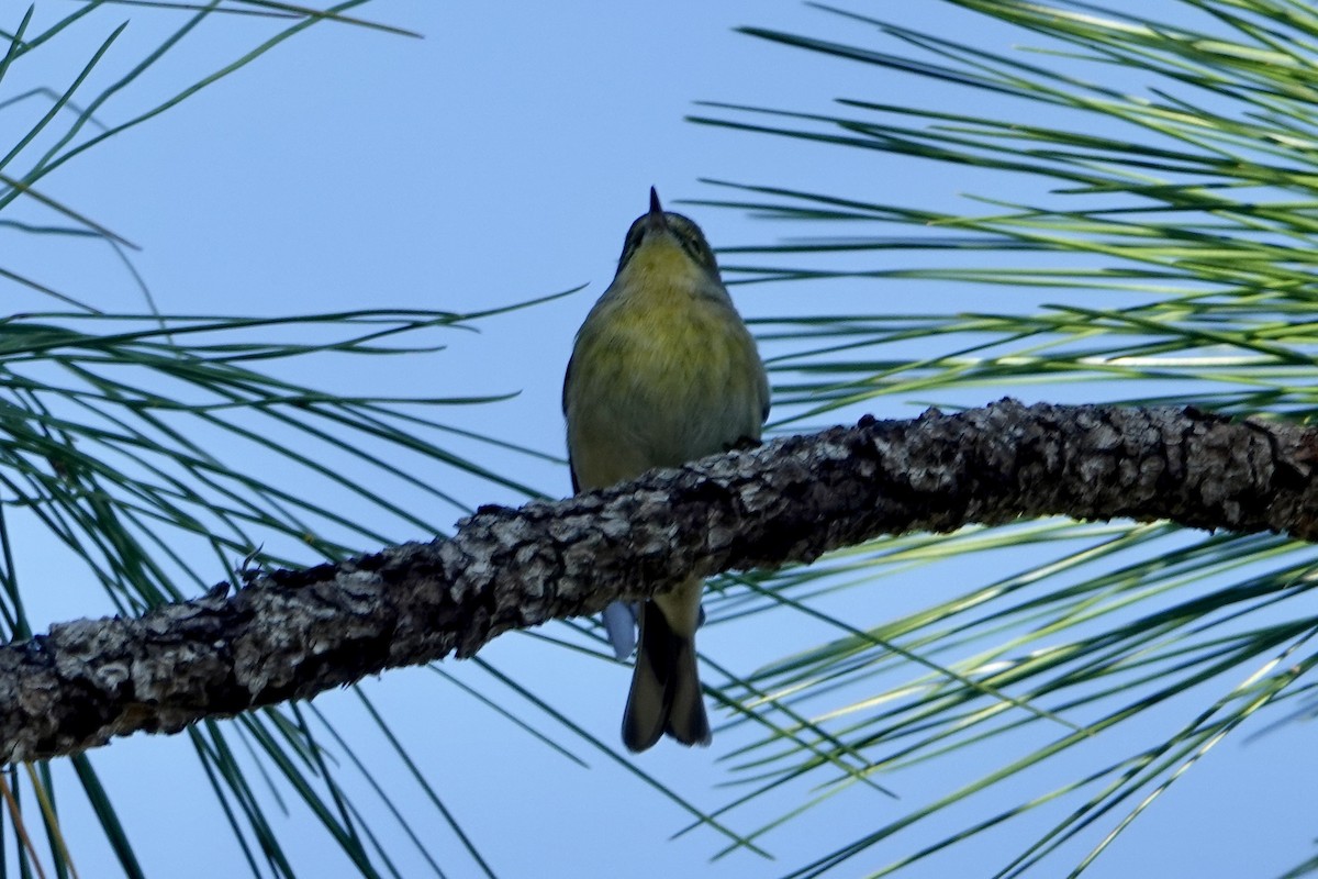 Pine Warbler - ML645501006