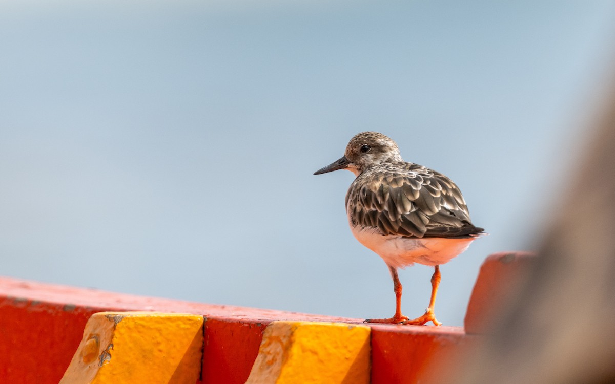 Harri-iraulari arrunta - ML645501007