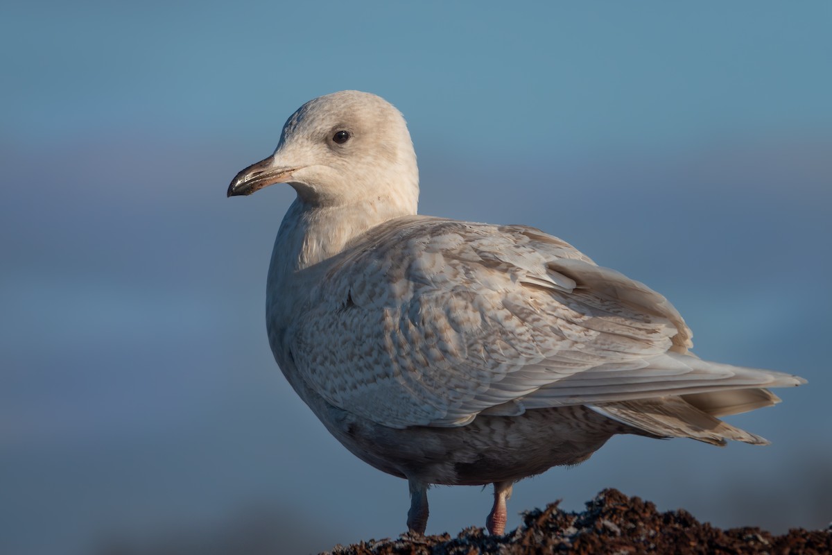 Kaio hegalzuria - ML645501008