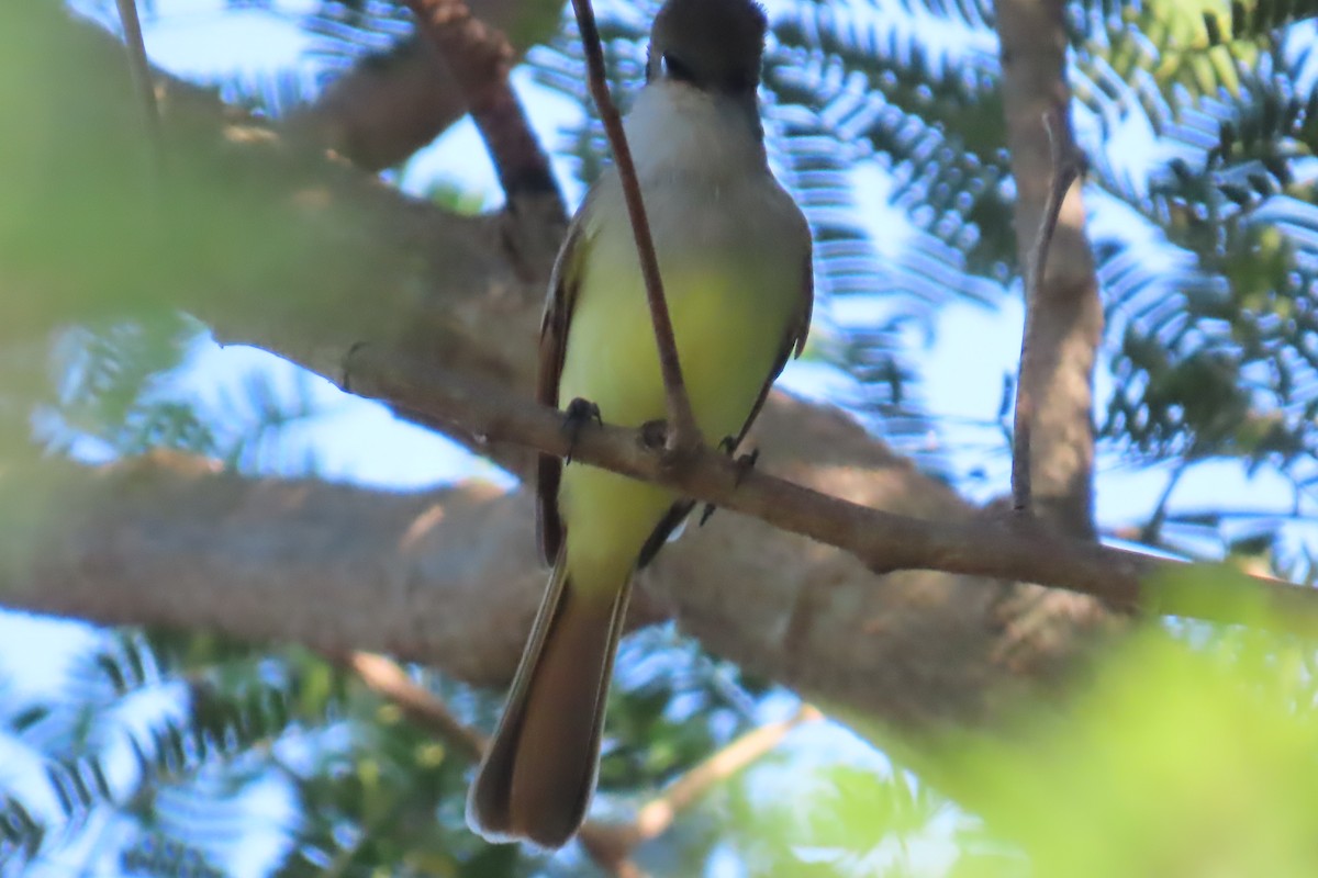 Nutting's/Salvadoran Flycatcher - ML645501009