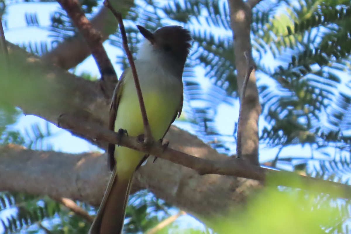 Nutting's/Salvadoran Flycatcher - ML645501010
