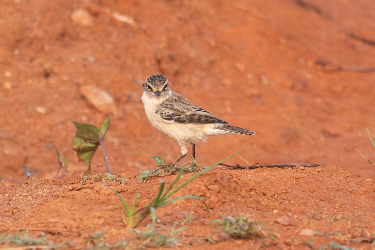 Pitxartxar siberiarra - ML645501011