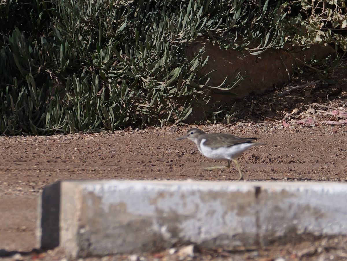 Kuliska txikia - ML645501013