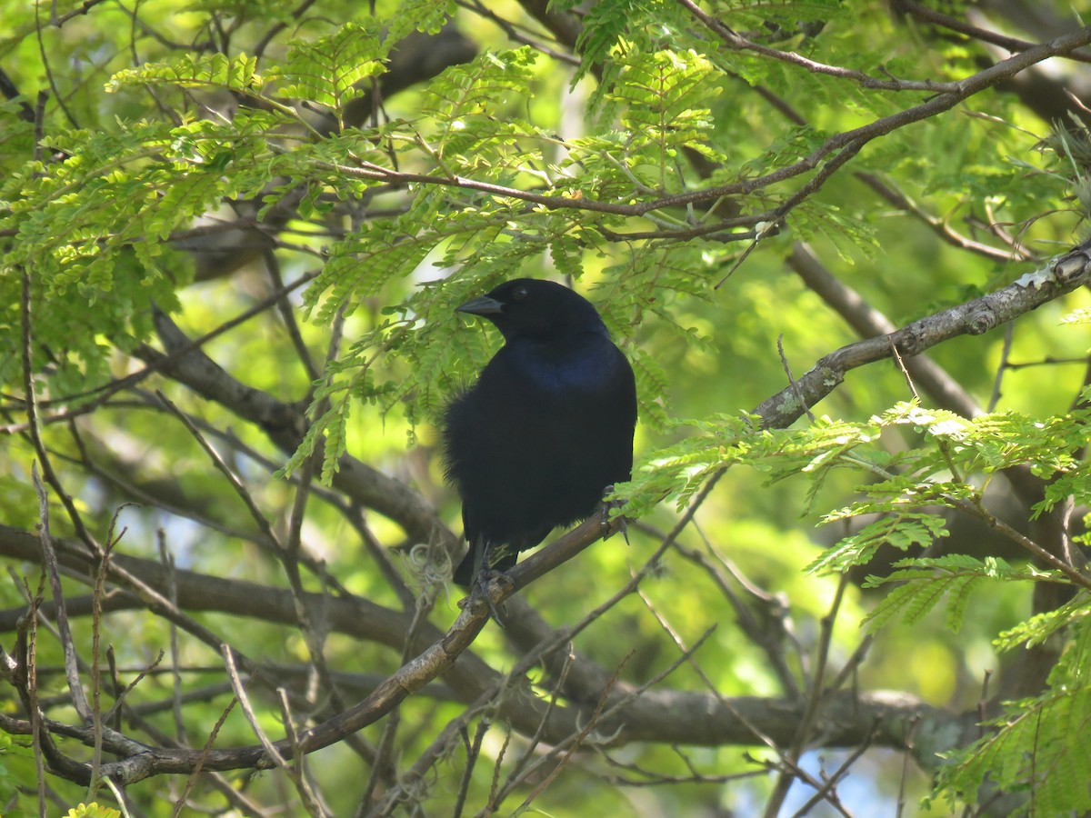 Shiny Cowbird - ML645501014