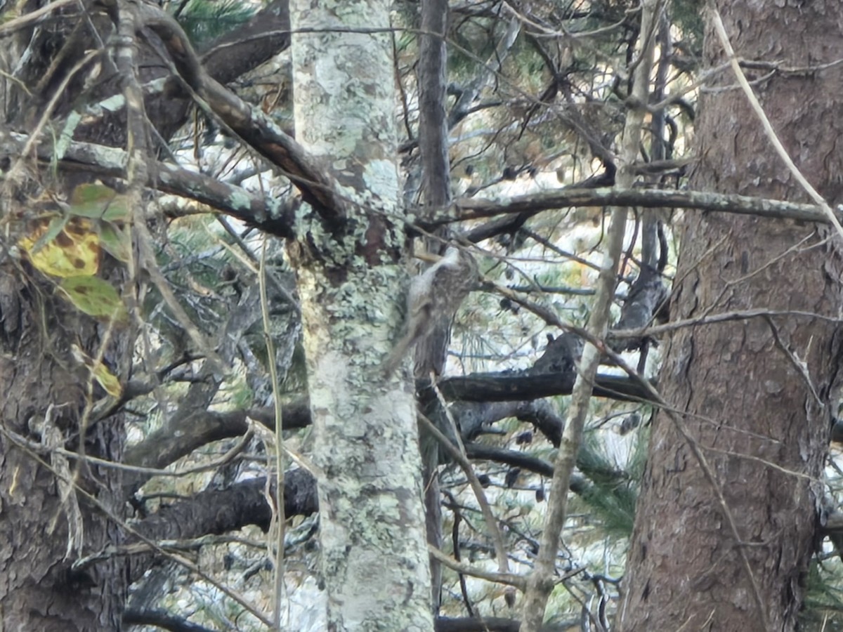 Gerri-txori amerikarra - ML645501021