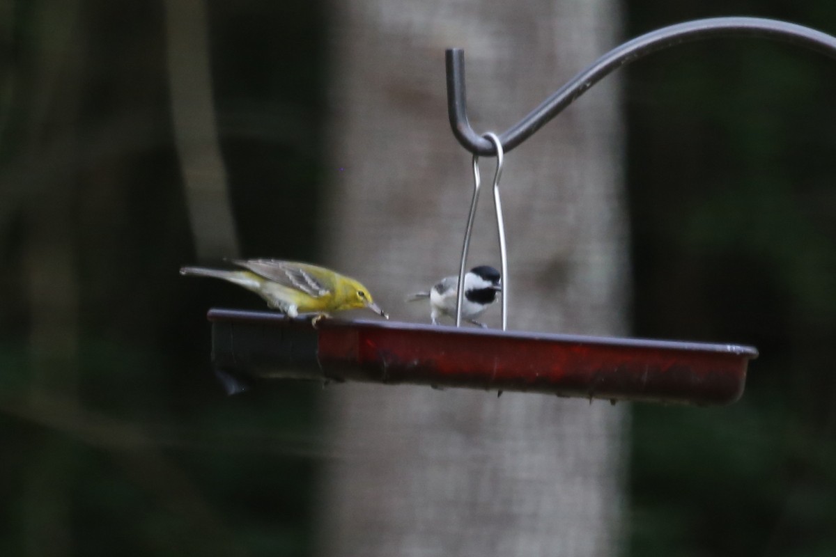 Pine Warbler - ML645501022